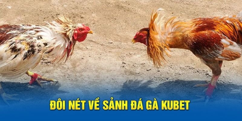 Đôi nét sảnh đá gà kubet